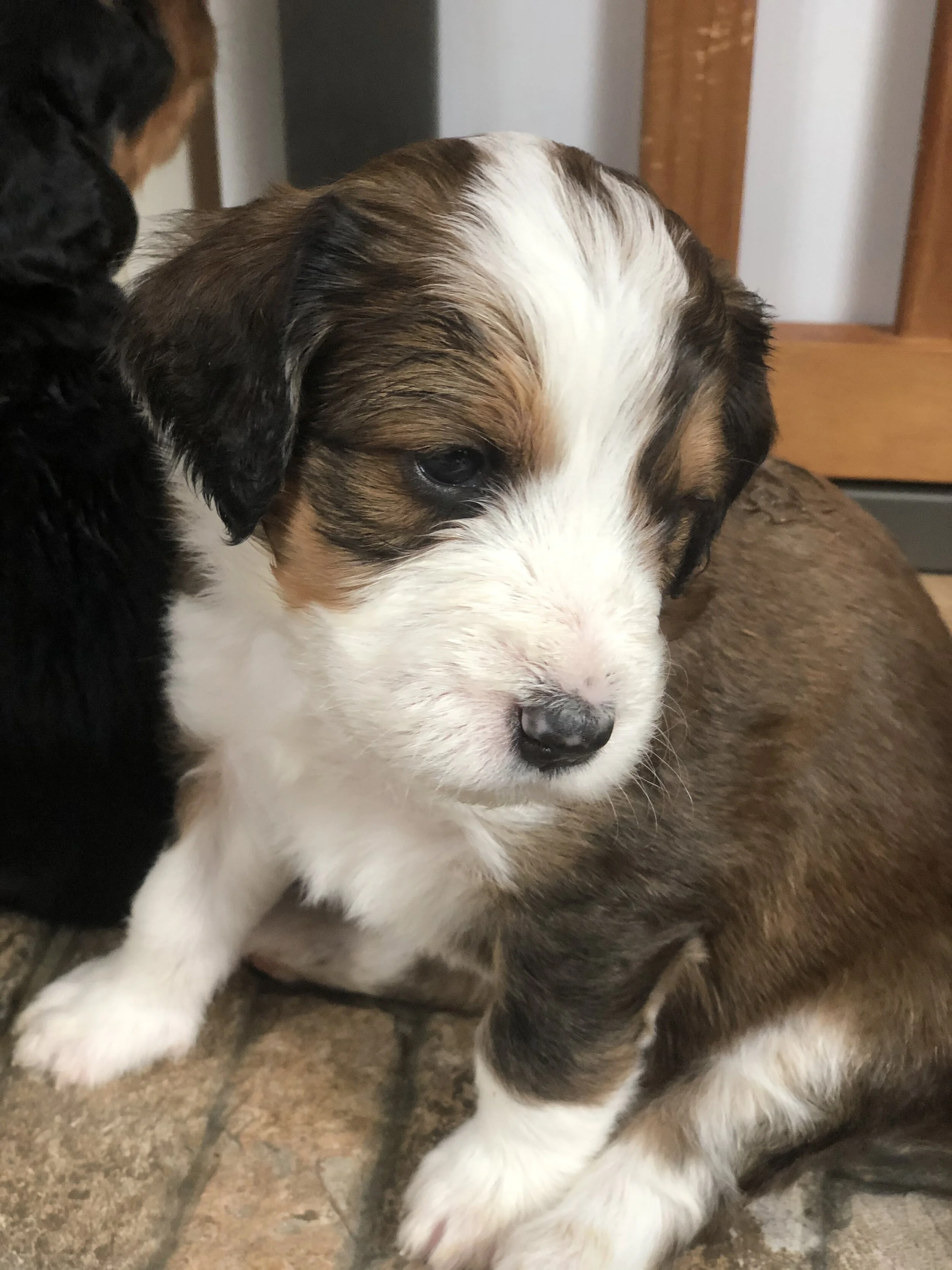 Close-up of a puppy with white, brown, and black fur, sitting on a tiled floor near furniture.