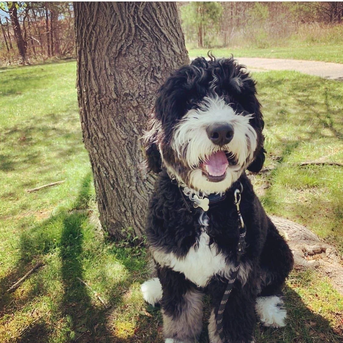 A happy black and white fluffy dog sitting outdoors next to a tree in a park, with bright green grass and a pathway in the background.