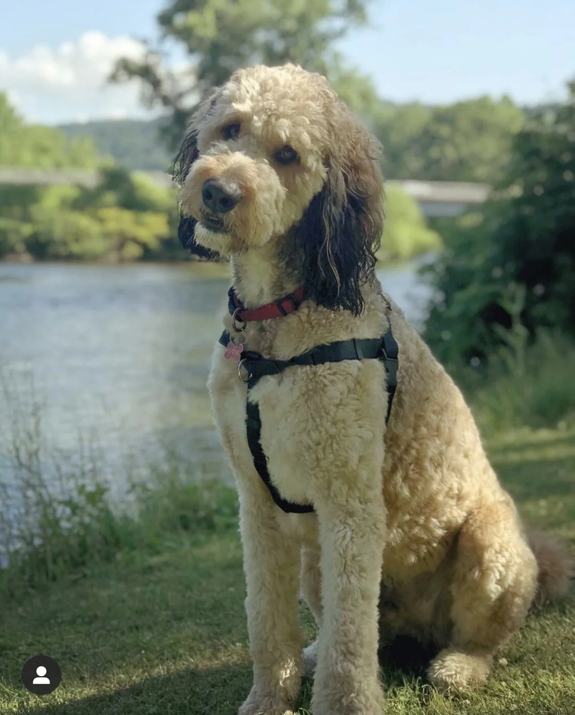 A large, fluffy, cream-colored dog with dark ears sitting outdoors near a river, surrounded by green trees and a bridge in the background.