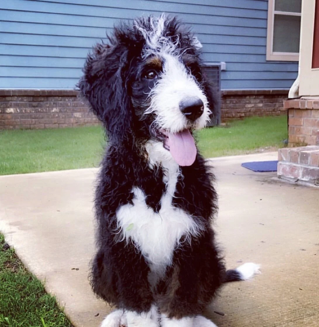 A fluffy black and white puppy sitting on a concrete sidewalk in front of a blue house, with its tongue out and looking slightly to the side.