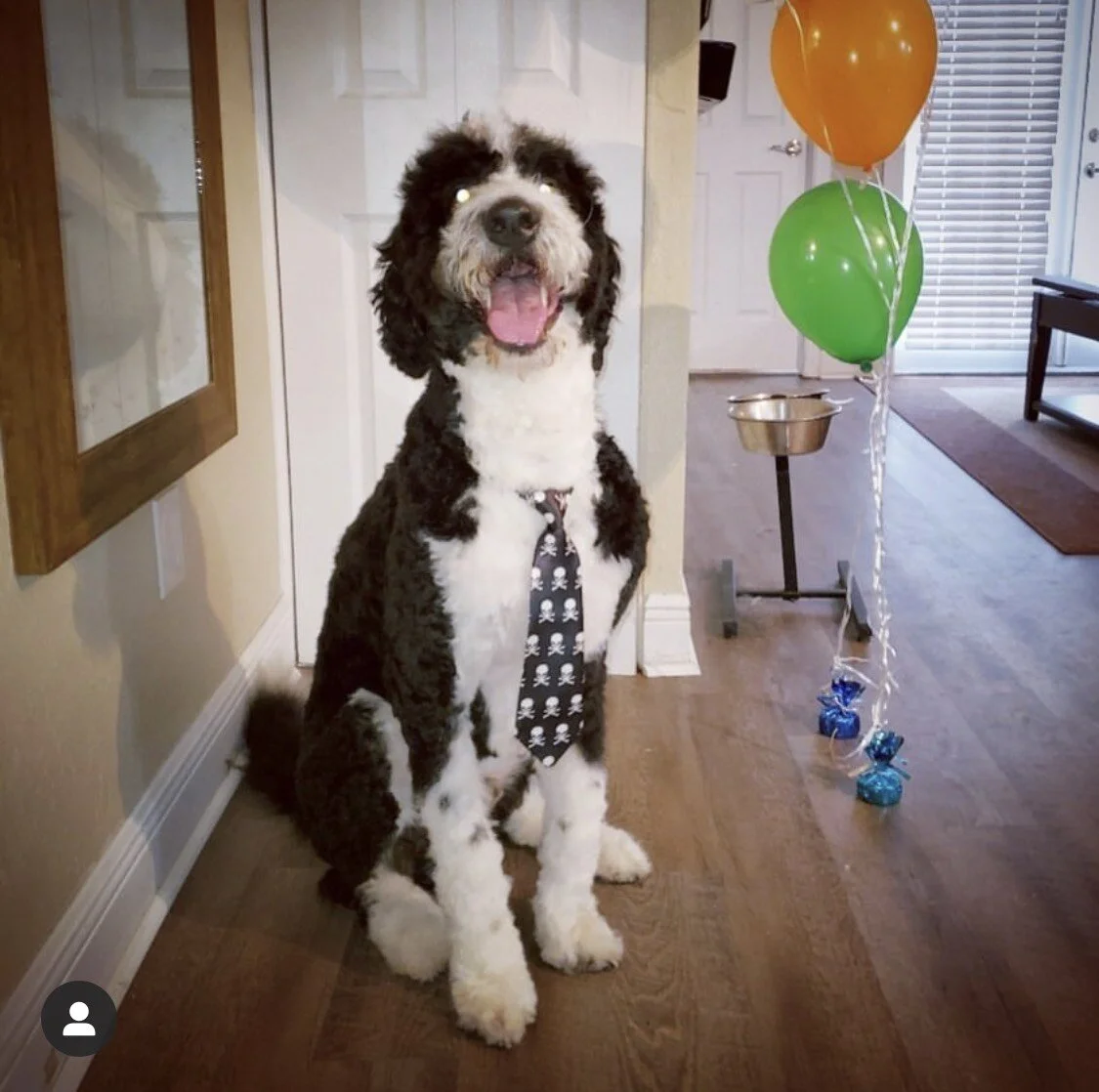 A large black and white dog wearing a tie with skull and crossbones sitting inside a house, next to balloons and celebration decorations.