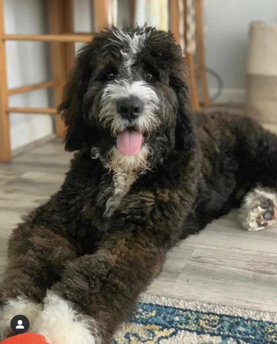 A playful black and white fluffy puppy lying on a hardwood floor, with tongue out, in a cozy home setting.