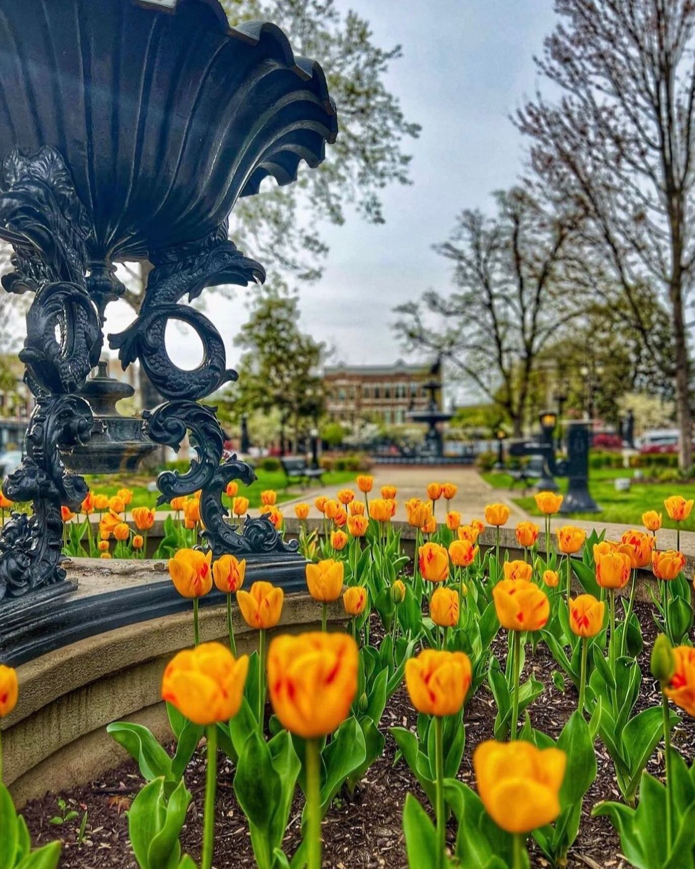 Happy Easter from #bglandmark. 

Pictured, tulips in Fountain Square Park&mdash;courtesy of @carm270. 

#bglandmark #bgky #visitbgky #bowlinggreen #bowlinggreenky #warrencounty #kentucky #ilovebg #travelky #exploreky #beauty #architecture #historicar