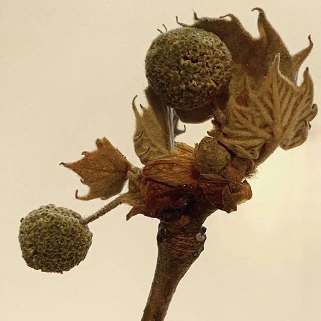 These amazing gifts came in the mail today from @bernheimforest ! I’m so grateful to have this Kentucky spring in the studio.