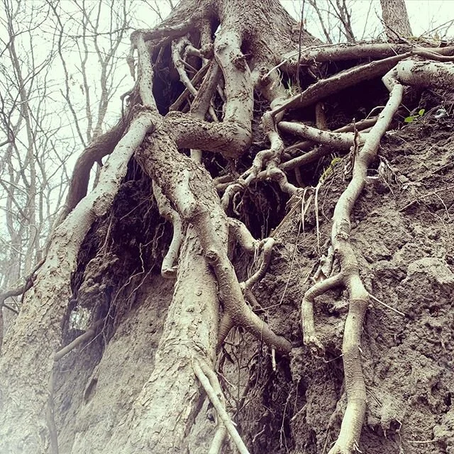 Found some comfort today in these massive roots. So incredibly grateful for the sun this afternoon.