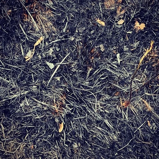 Spring prairie burns are always magical.