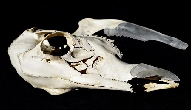 With other projects on hold these last months, I’ve been building a new website! It feels good to have a new virtual house for my work. Link in bio. 
Many thanks to @vinsonvalega for all the support!!