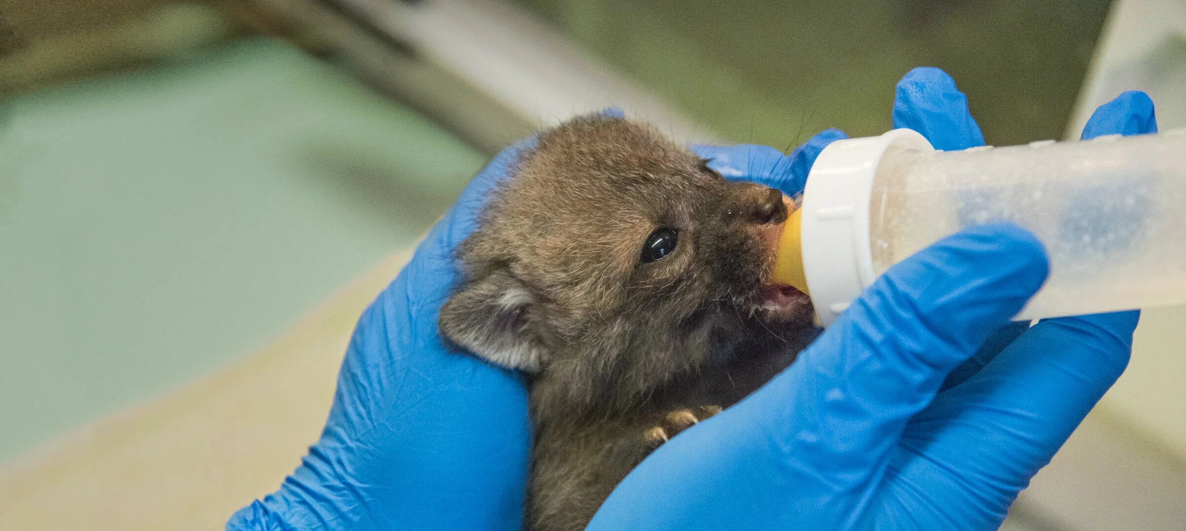 animal rescue near me wildlife