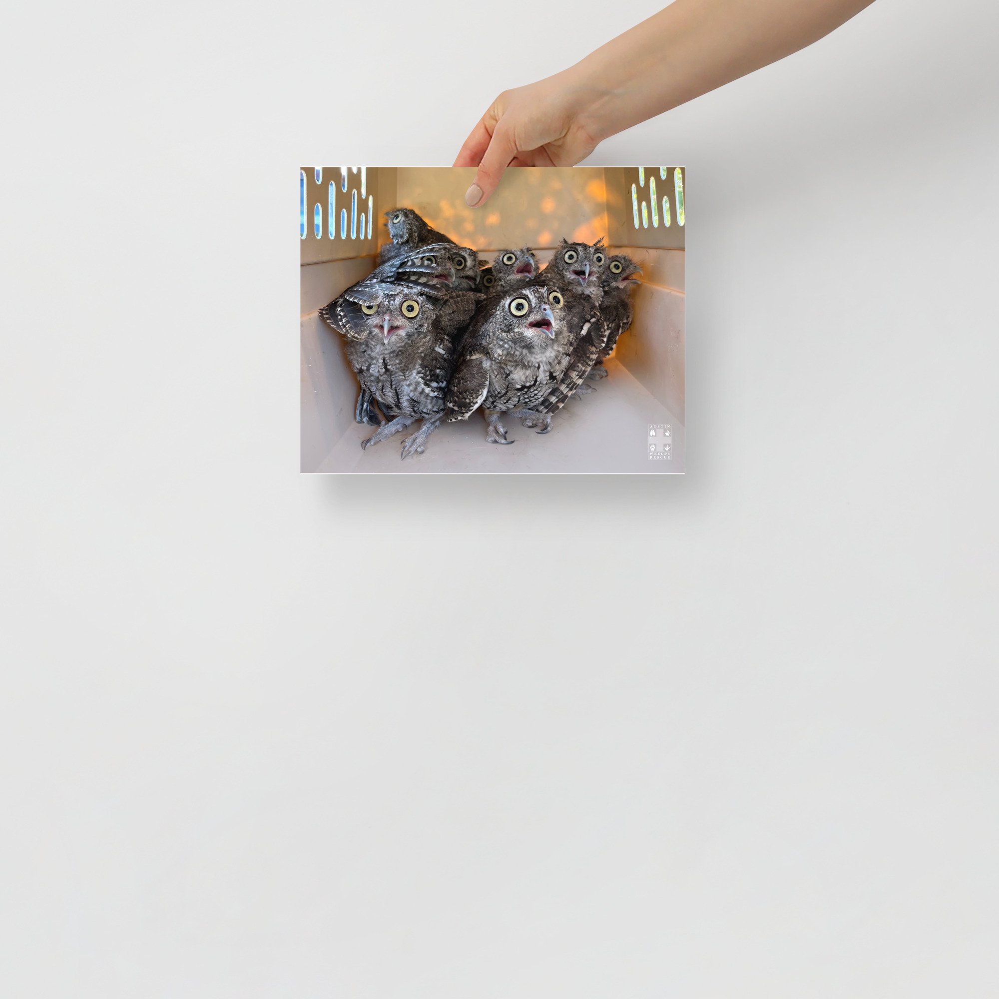 Screech Owl Release Poster — Austin Wildlife Rescue