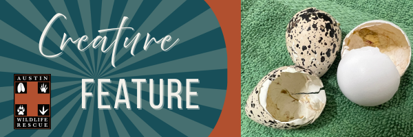 Creature Feature- April 2026