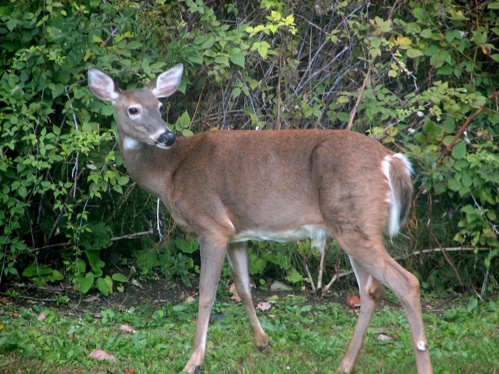 A white-tailed deer in the wild