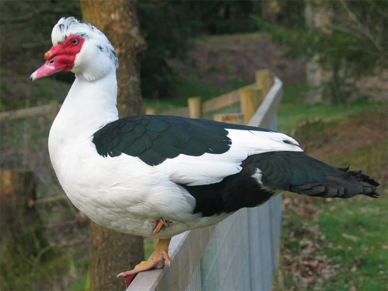 A Muscovy duck