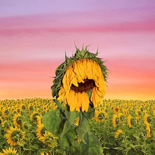 Lil Puro - Flower Child