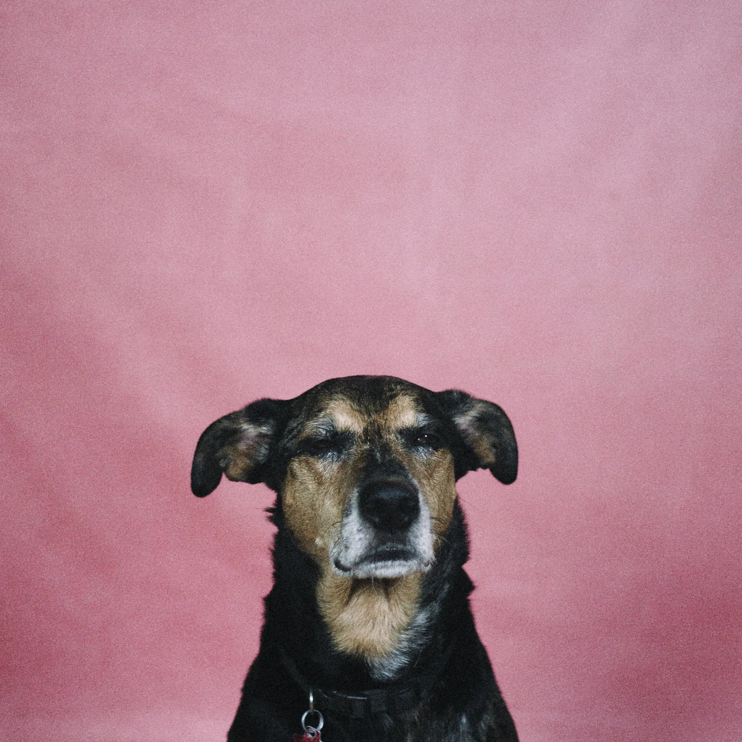 Kenner Wells Shares His Groundbreaking Album “Good Pups Get Pets”