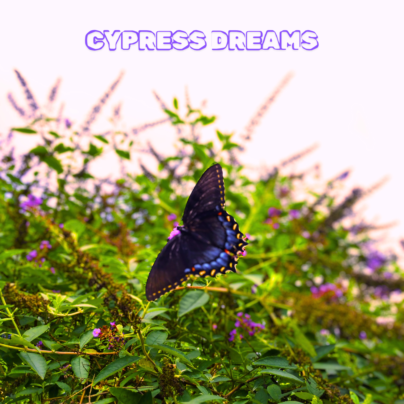 Tommy Embrich Gives Us A  Musical Experience On His Sophomore Album, “Cypress Dreams”
