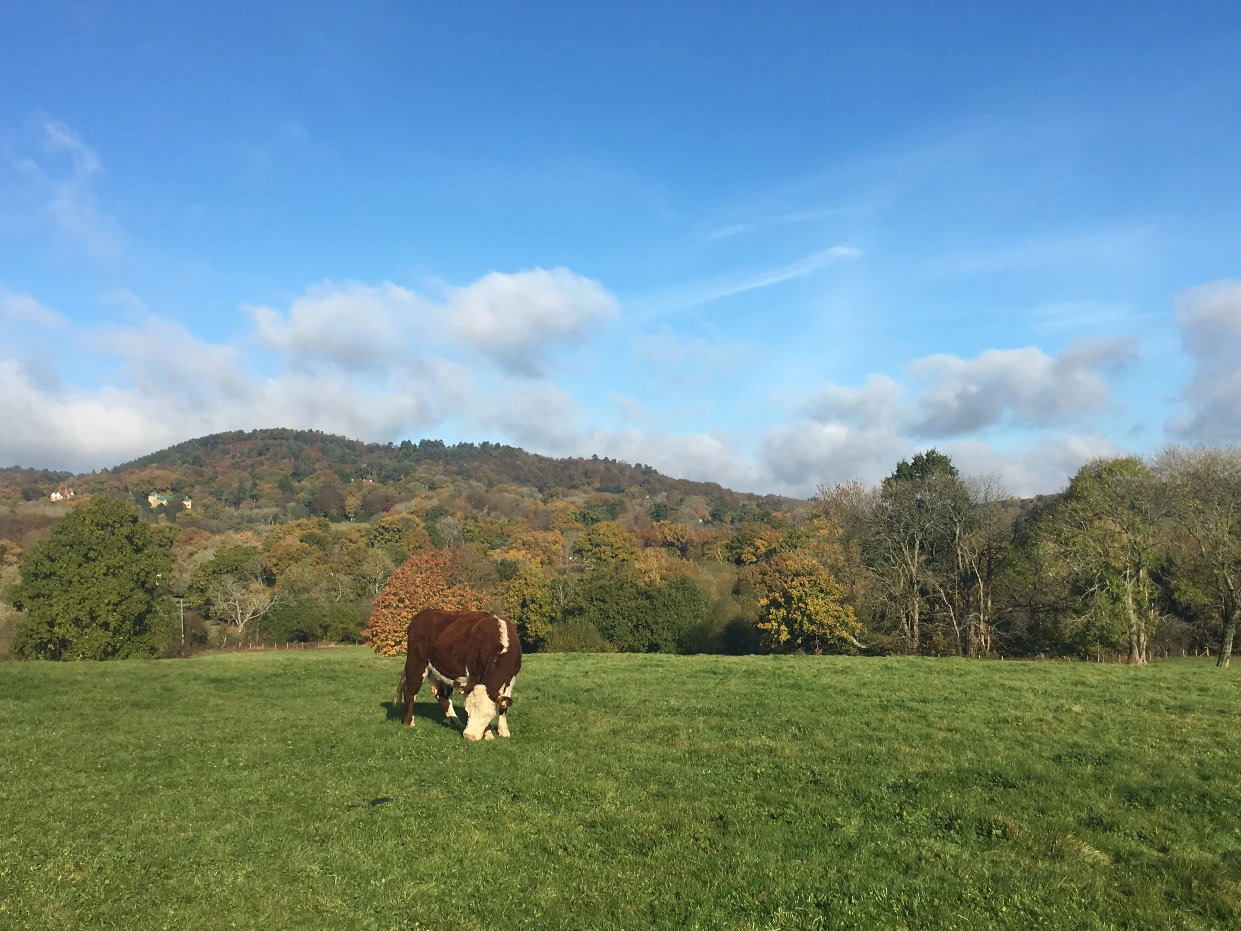 Hereford Cow Hills (2).jpeg