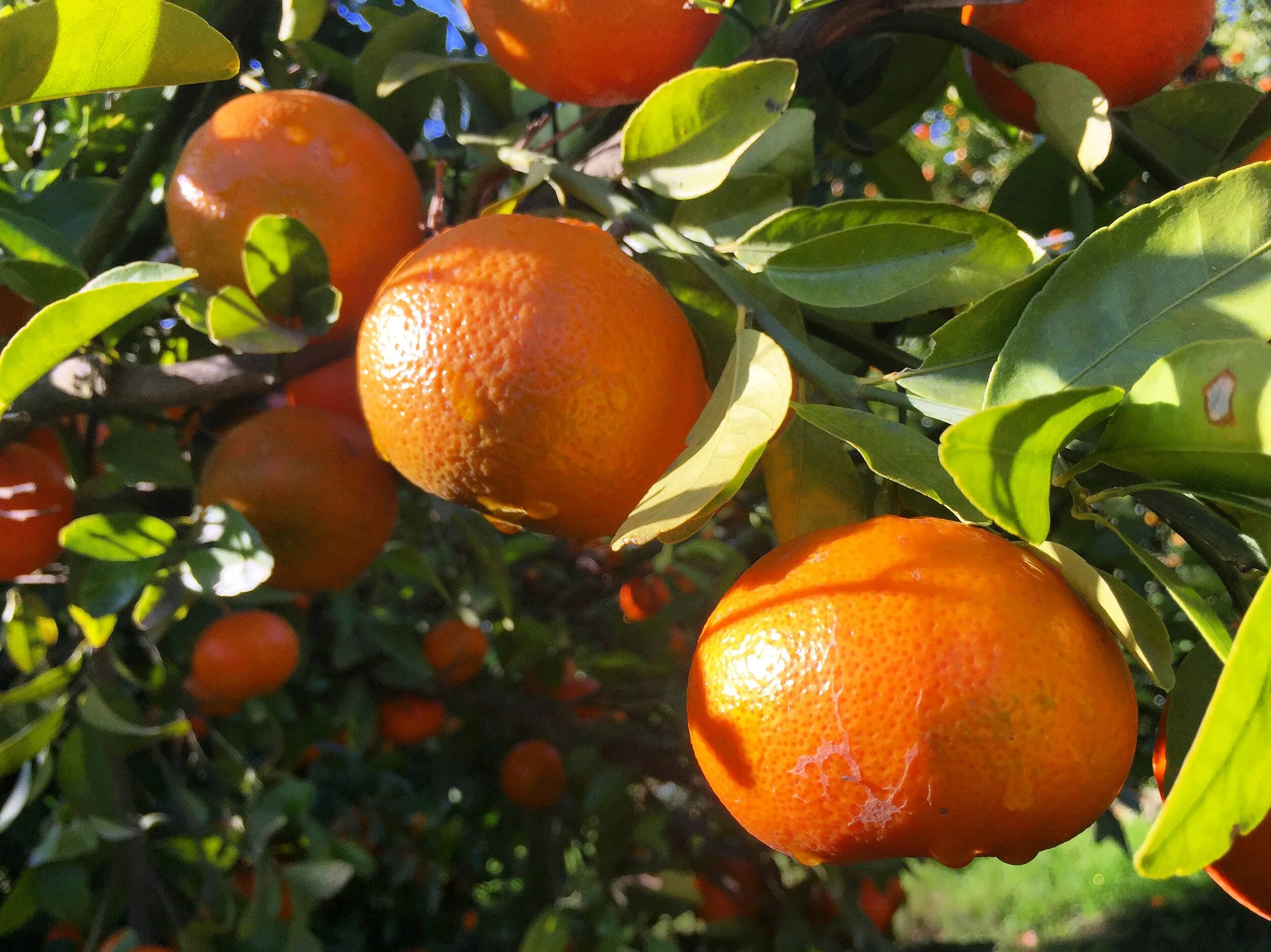 Mandarins — Wild River Fruit