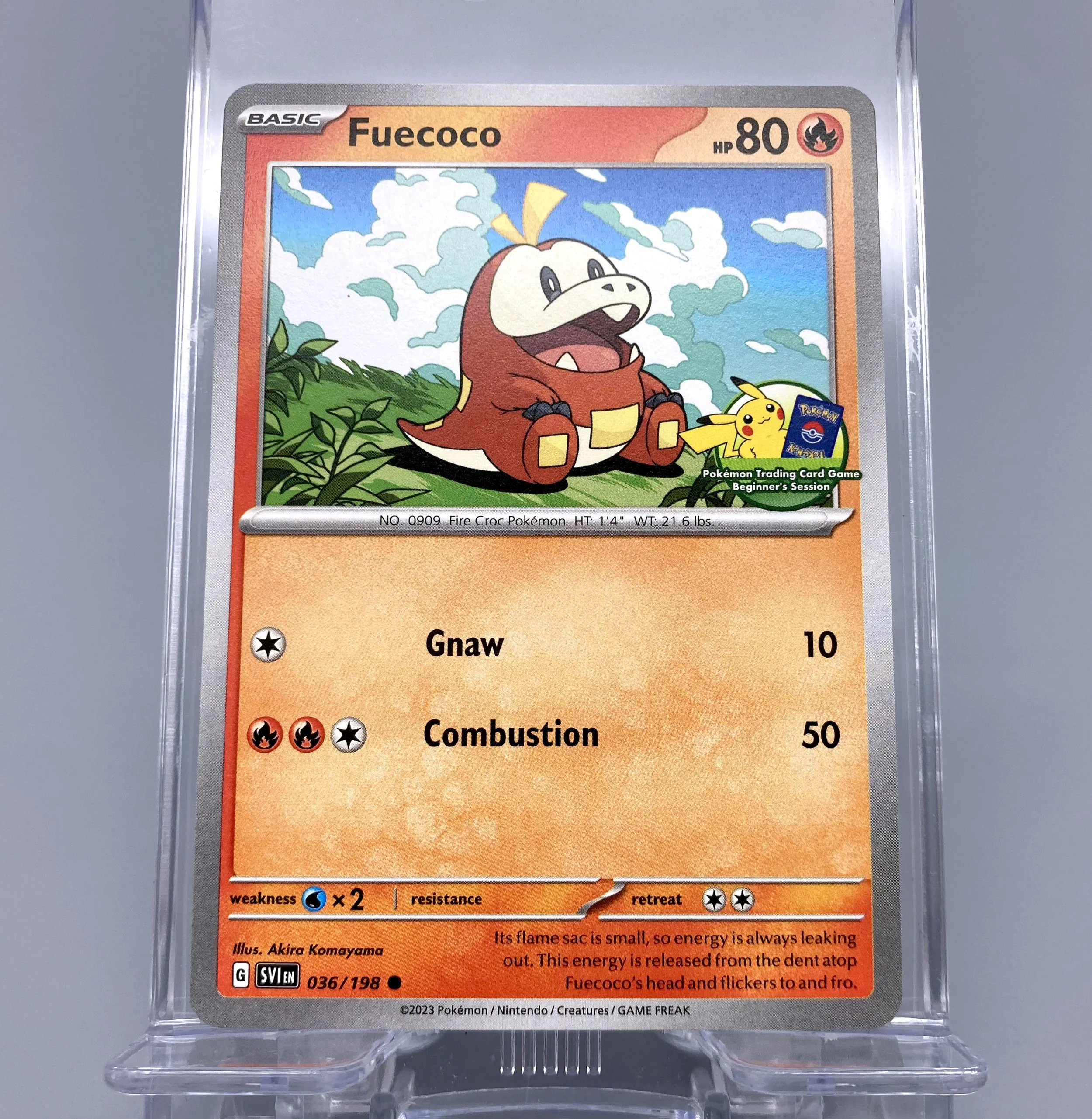 Pokémon TCG Beginner's Session Starters — MATOBA DESIGN