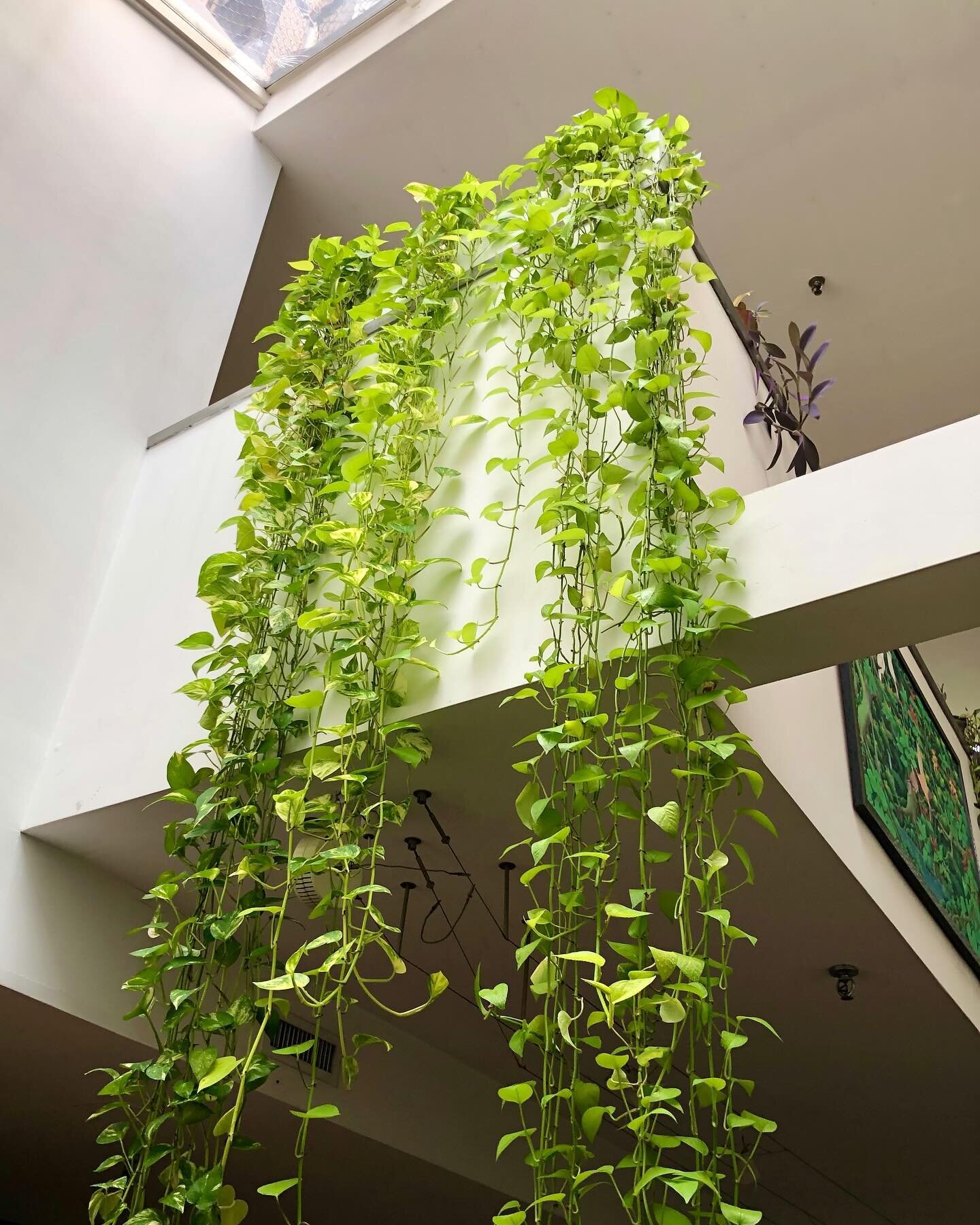 Pothos cascade down an entire story of our client's space in Tribeca. Even though the planting is simple, these vines have created a real impact 💚&nbsp;

Swipe right to see these beauties elegantly sprawling down to the next level 🌱&nbsp;🎥&nbsp;
.