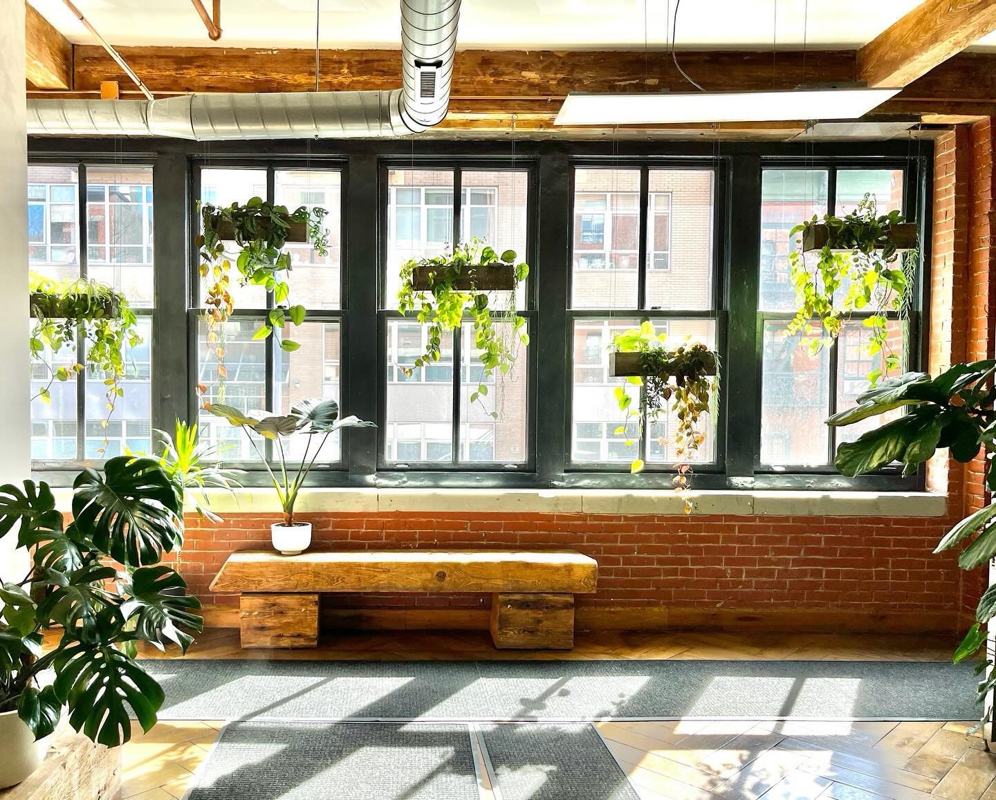 Taking a moment to admire how much these hanging planters have flourished since we first installed them in our client's office entryway last spring! 🌱✨ Sharing some throwback photos from before installation and the initial setup in our stories&mdash