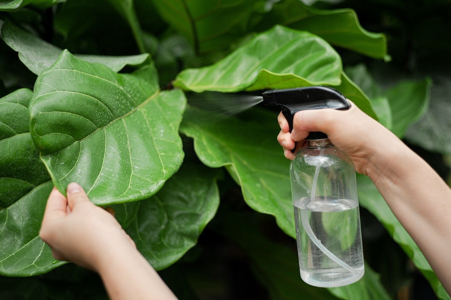 Love caring for plants? We're looking for a passionate plant care specialist to help maintain our plant design installations across NYC. This position is ideal for horticulture students, seasoned professionals or plant enthusiasts eager to learn and 