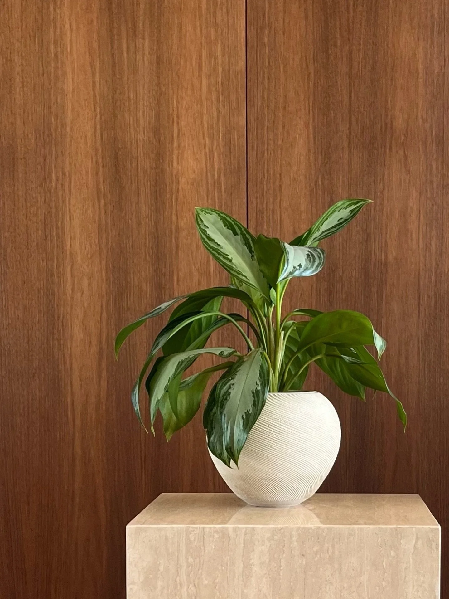 Aglaonemas thrive in a range of lighting conditions, adding vibrant green life to spaces where few plants can flourish. Though often considered a common houseplant, they can be elevated with a beautifully handcrafted planter. In this client's entry w
