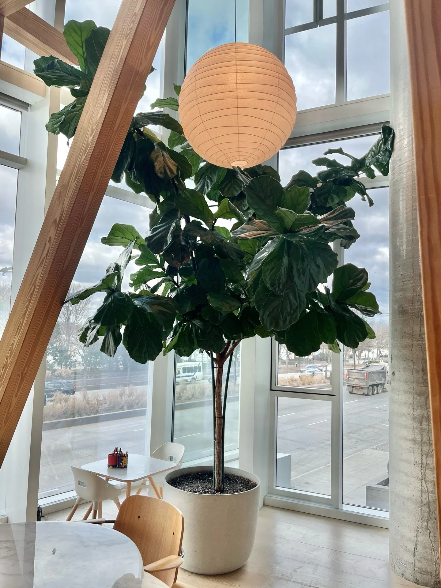 At Lady Pruner, we place sustainable design at the forefront. We not only dream up and implement lush interiors, but also care them for years to come. This ficus lyrata, or fiddle-leaf fig, has been thriving under our care since 2019, part of a refin
