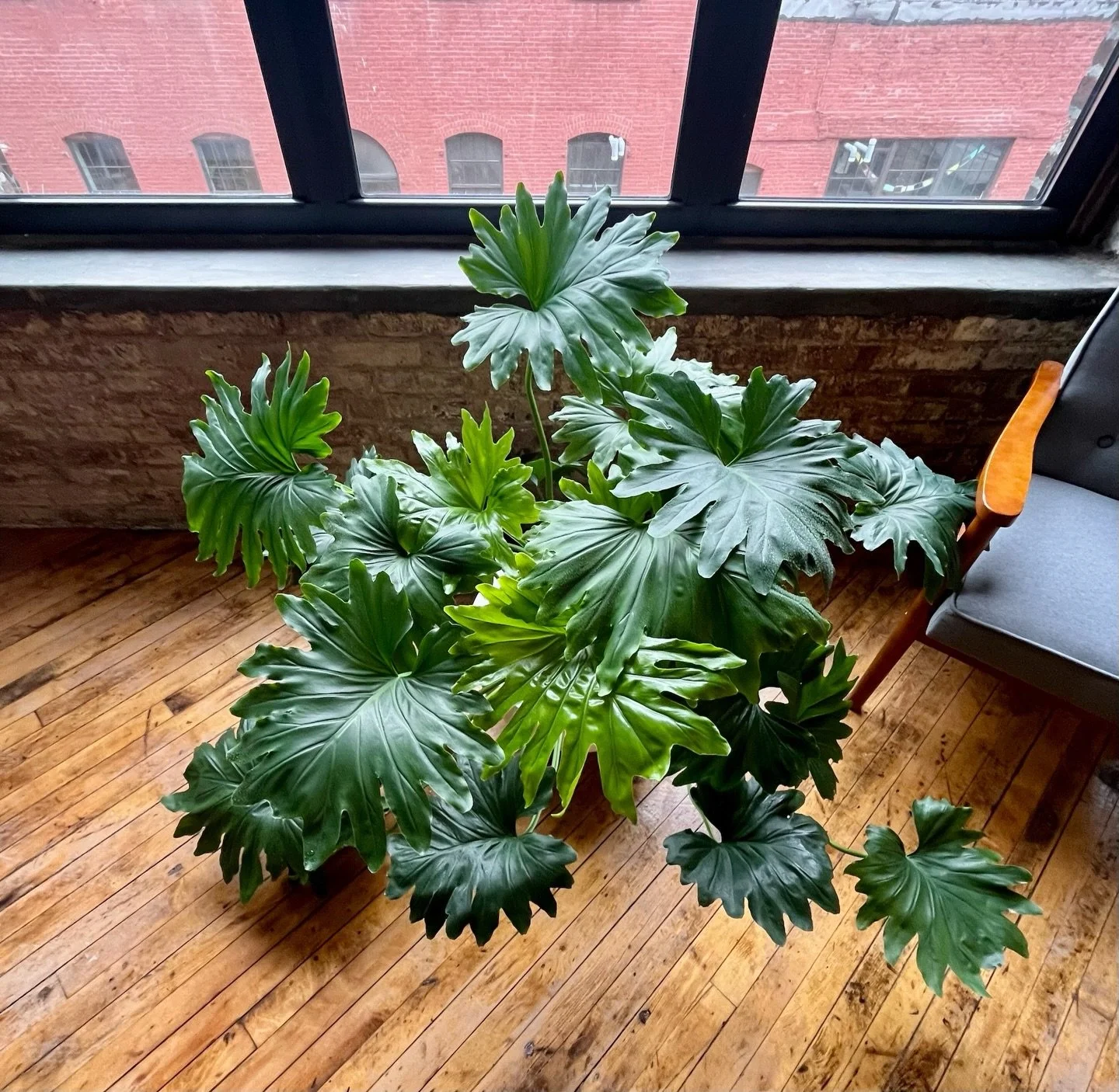 Proof that the right plant in the right place can thrive for years. We've been meticulously caring for this Hope Selloum for over four years now, ever since bringing her into this office. She continues to grow fuller, lusher, and more vibrant over ti