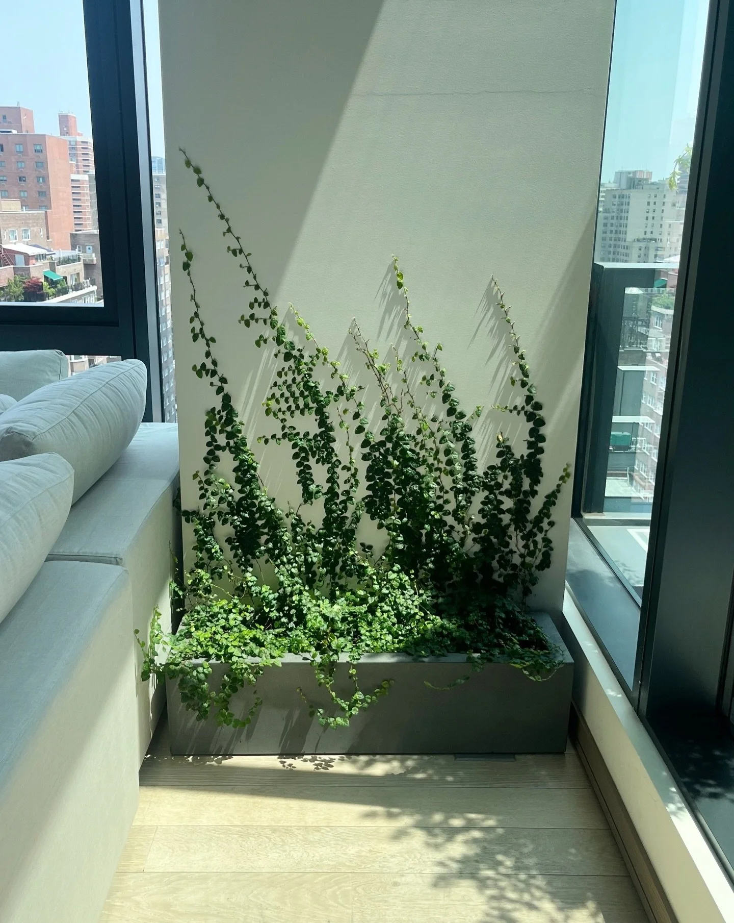 Ode to creeping fig 💚 We just love the way this plant naturally attaches itself to surfaces and climbs. Perfect for clients who want a more wild and naturalistic feel in their home.