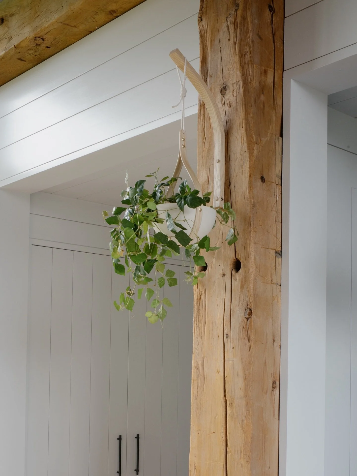 Suspended from an old wooden beam, this grape ivy softens the strong lines of the space while naturally drawing the eye upward. Hanging plants are a simple way to introduce greenery without sacrificing valuable floor space, allowing the architecture 