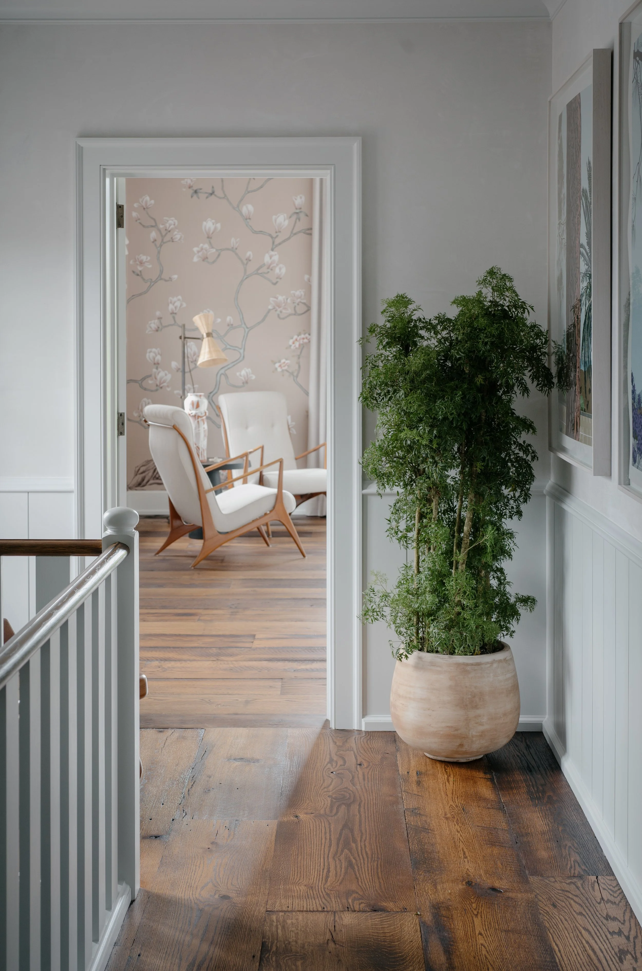 Ming Aralia in Clay Planter_Lady Pruner_Indoor Statement Tree
