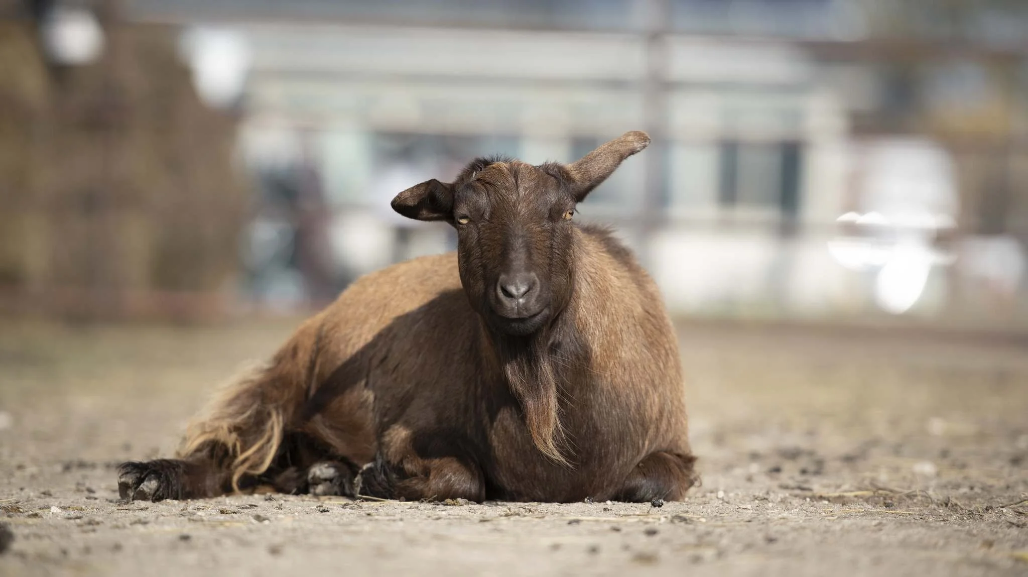 Winnipeg Free Press - What a Goat Can Teach Us