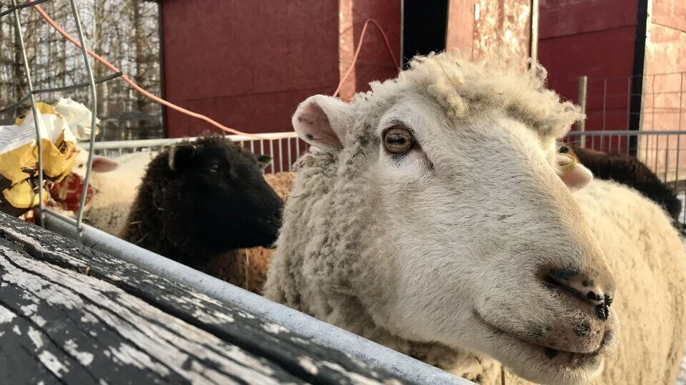 ICI  Manitoba - When Animals Comfort: A Book to Reduce Anxiety in Young People