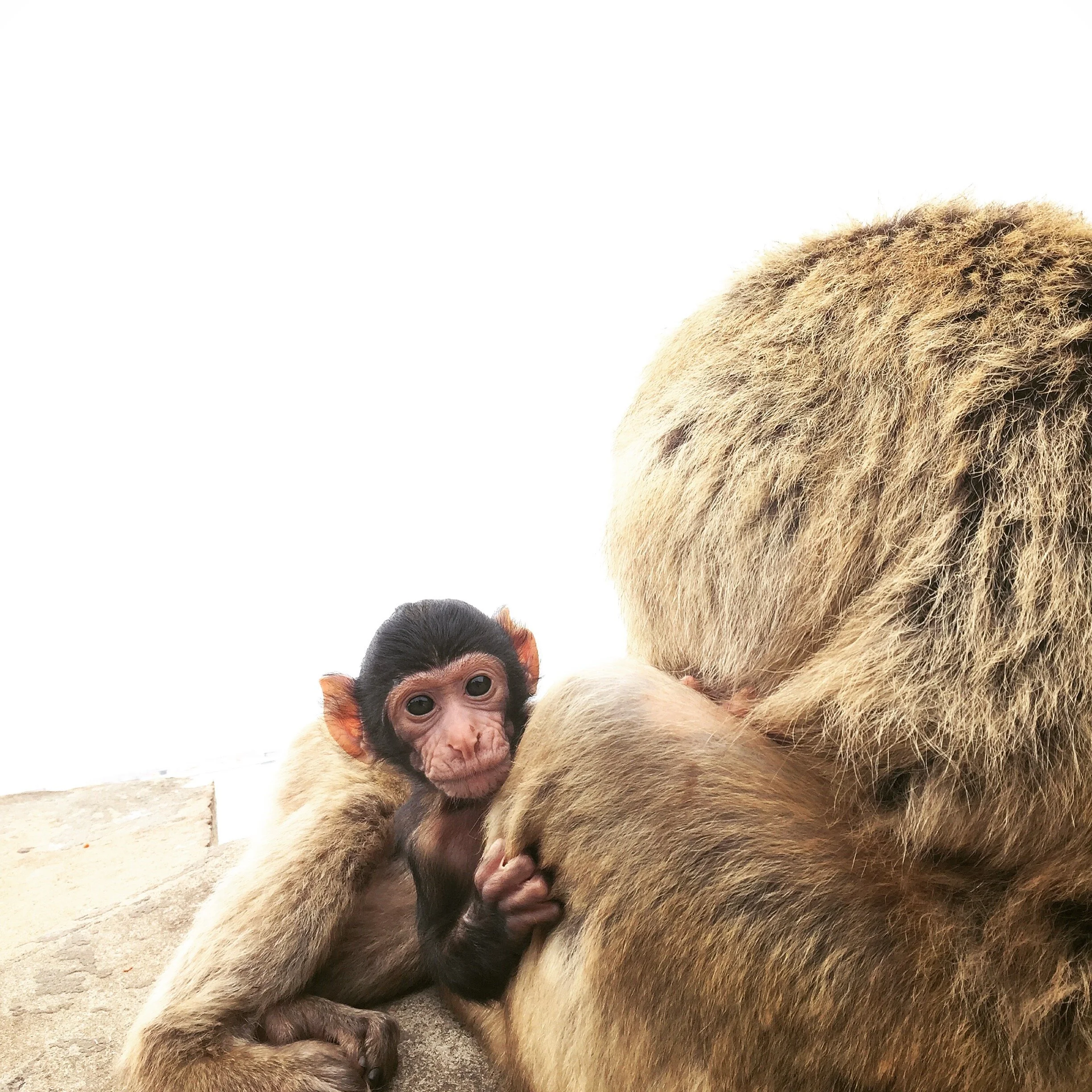 Responsabilidade Afetiva