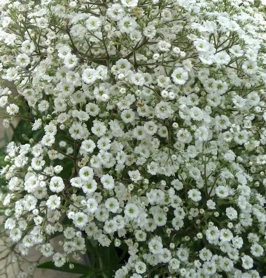 gypsophila-summer-sparkles-babys-breath.jpg