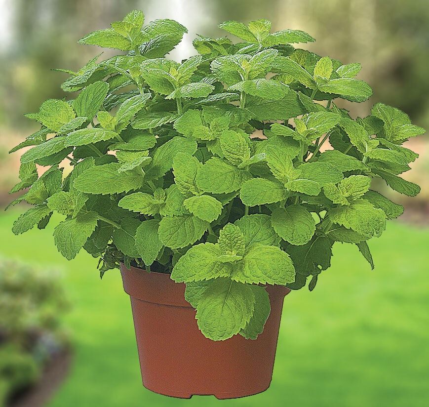 Mint Apple.jpeg