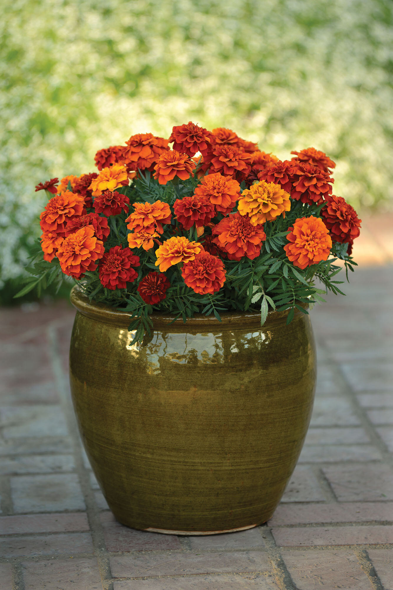 Marigold - French Fireball 3.jpeg