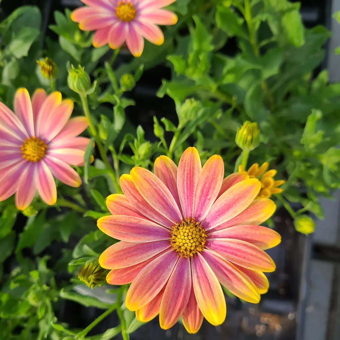 These beauties FINALLY decided to open. 🥰