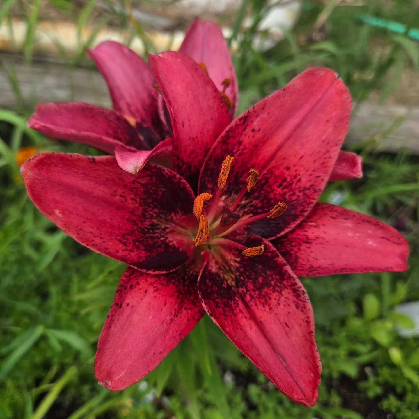 I hope your Mother's Day lilies are blooming and your gardens are planted!