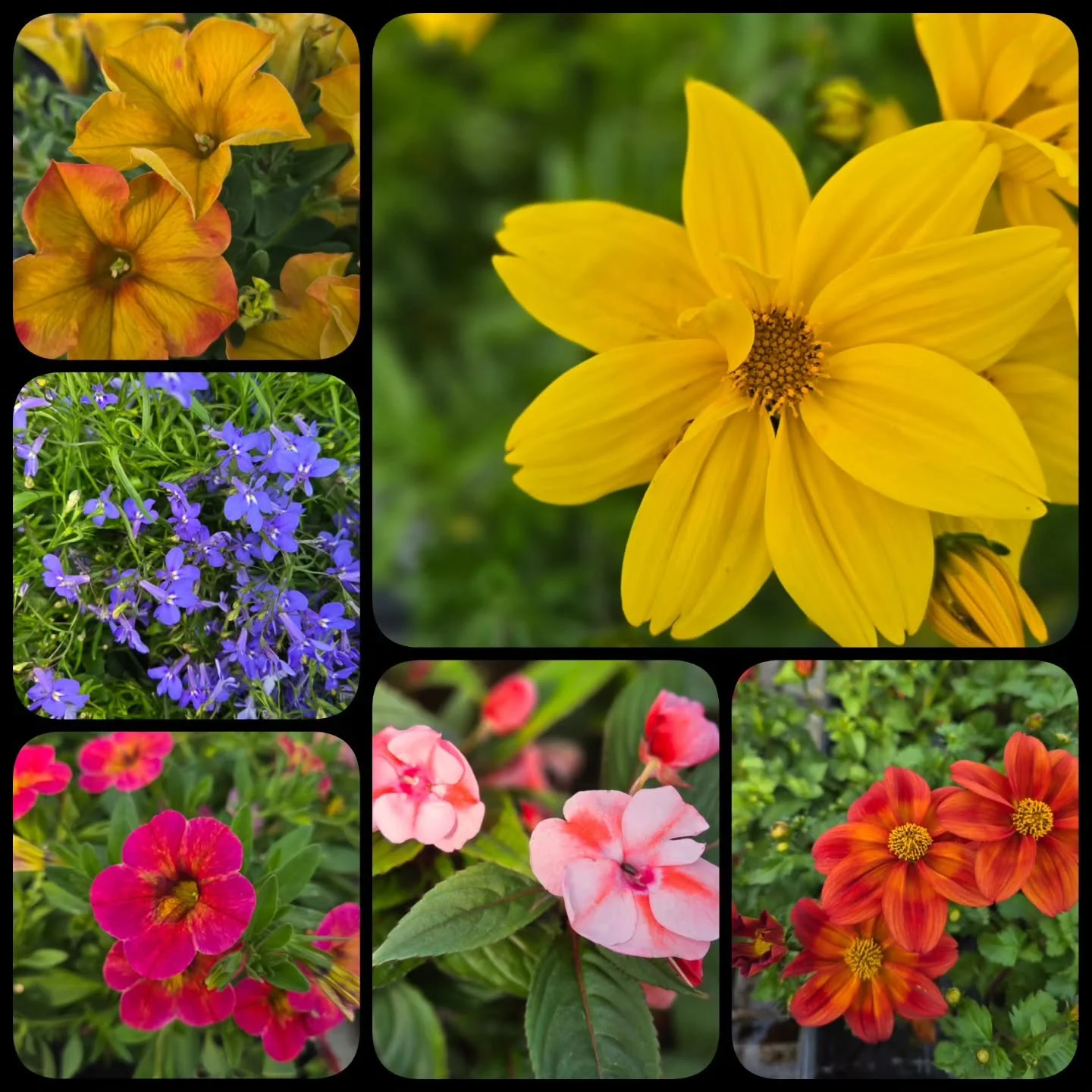 FINAL DAY! 1-6 pm

Can you believe it's been 9 years?! Thank you to everyone who comes out every year and makes this all worth it! We are open today from 1-6 pm for anything you need to fill those empty spaces. After that, it is by appointment only w