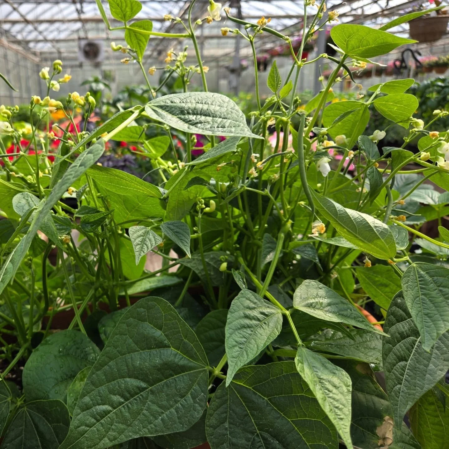 Want to grow your own food but don't have much space? 
These are Mascotte Beans from West Coast Seeds and they can be grown in containers. They produce high yields of delicious green beans - and it won't be long before your first harvest! We have a f