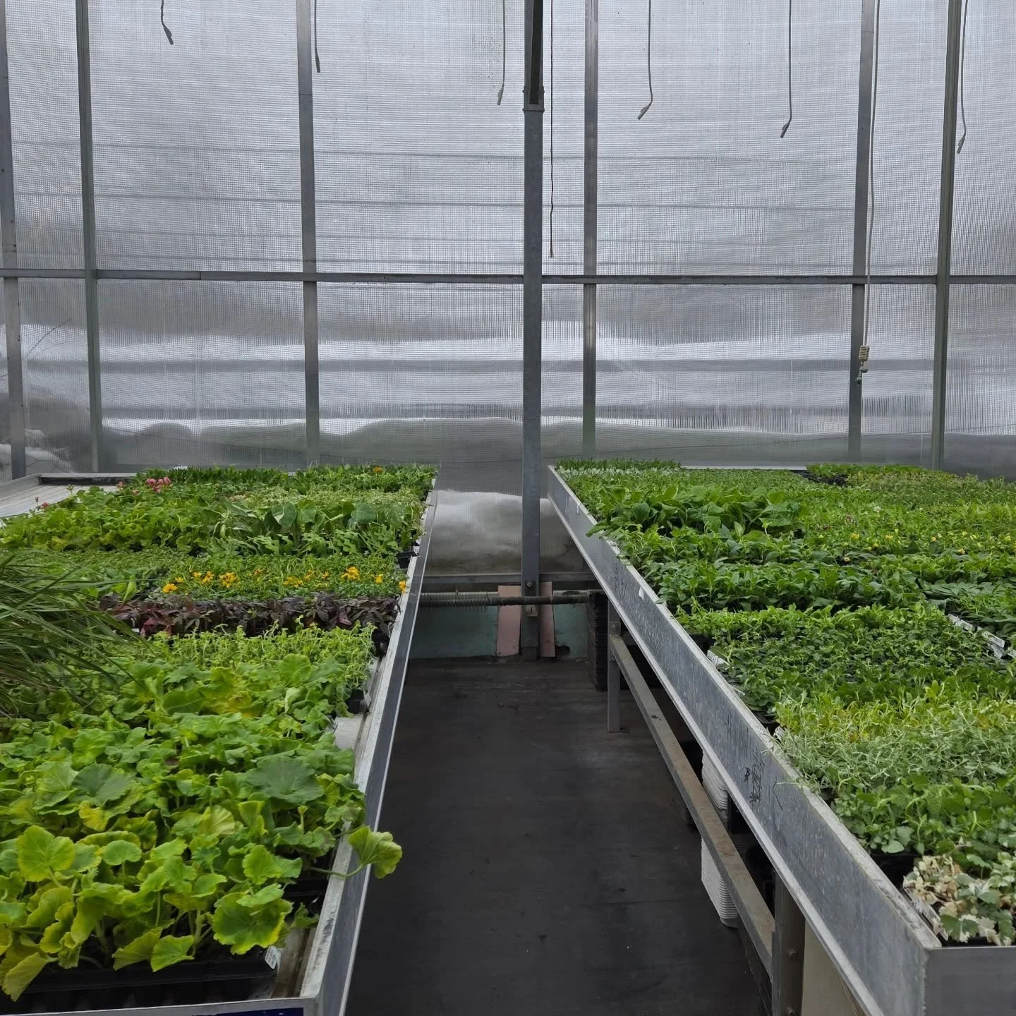 Everything is unpacked and settling into their new home! Some people ask why I bring starter plants, commonly called "plugs" in. While we start our vegetables,  herbs and most pack flowers from seed,  some plants we want bigger and better w