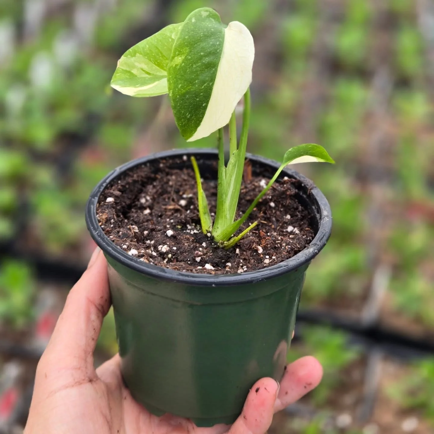 Just potting up an order of Thai Constellation Monstera. Super excited to have a small selection of them when we open. Might just keep this one for myself!