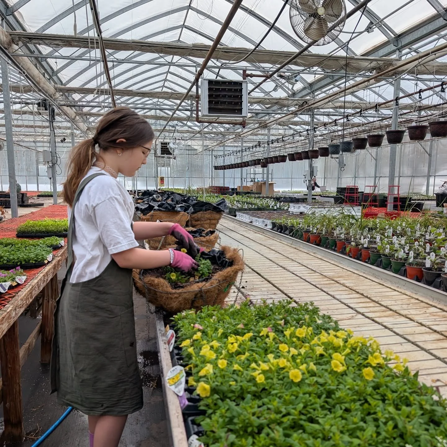 Astrid designed and planted the Town of Fort Smith baskets today!