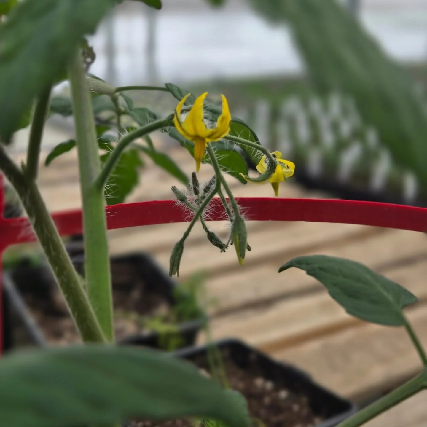 With the warmer weather comes the first tomato flowers!