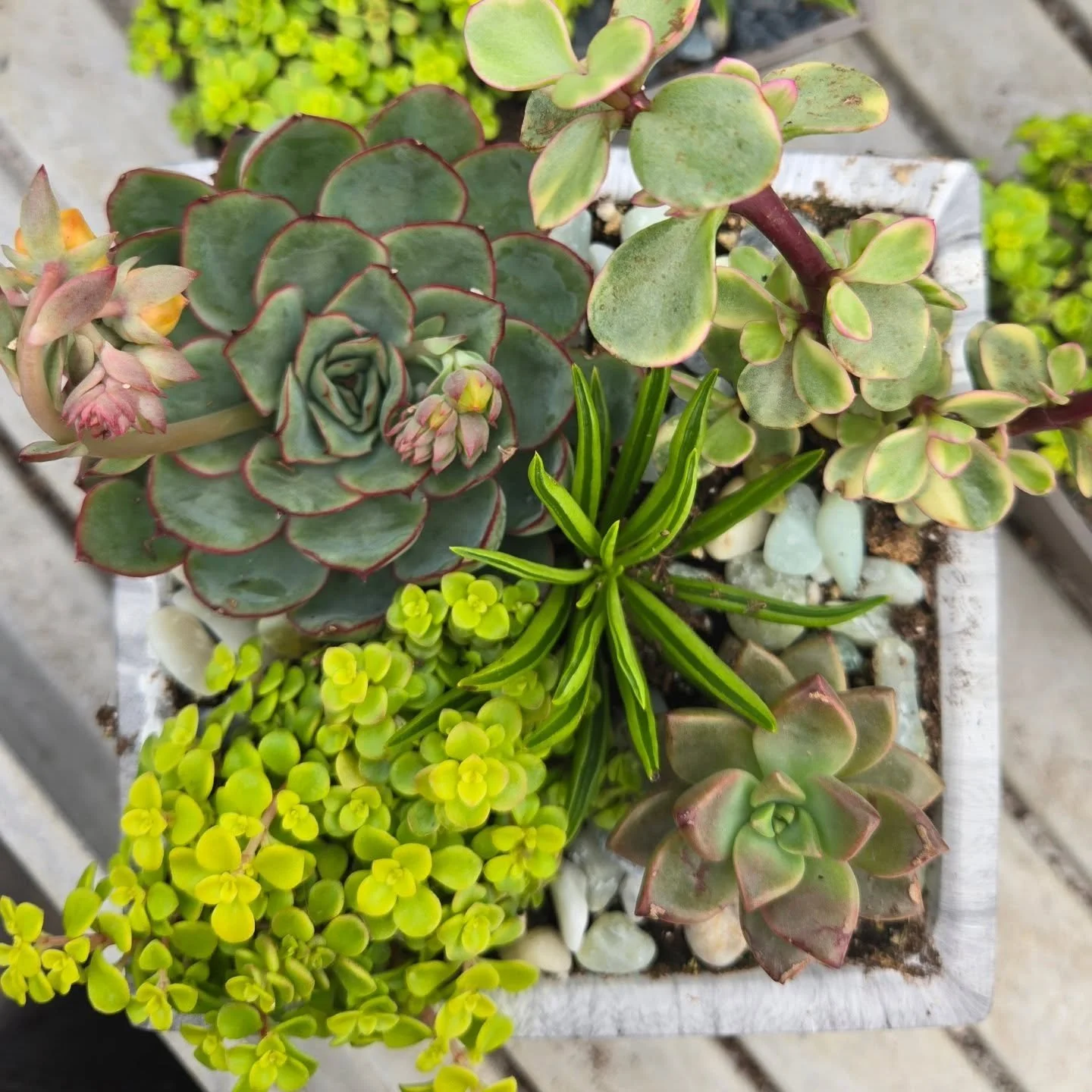 Kyla, Haylee, Emma, and Ellie planted these beautiful succulent planters.  They will be available this Saturday between 1 and 4 pm!