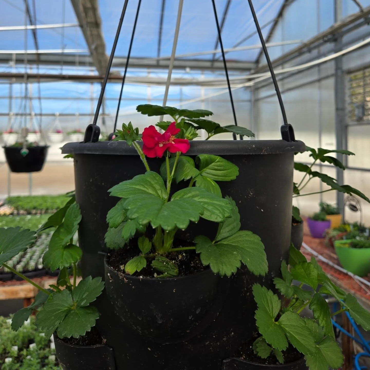Strawberry baskets are starting to bloom! Take one home this weekend!