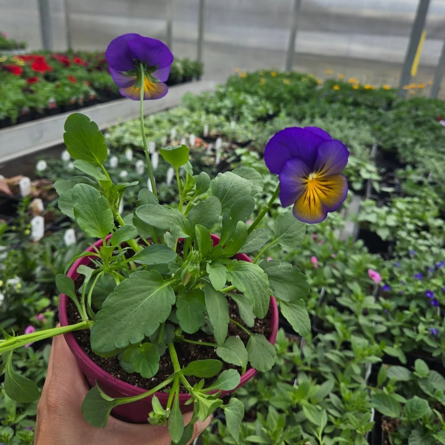 For the kids!

We will have a outdoor $10 planting station this Saturday from 1-4 pm. 

Choose to plant a Pansy, a Lily, or a Dahlia and watch them grow!