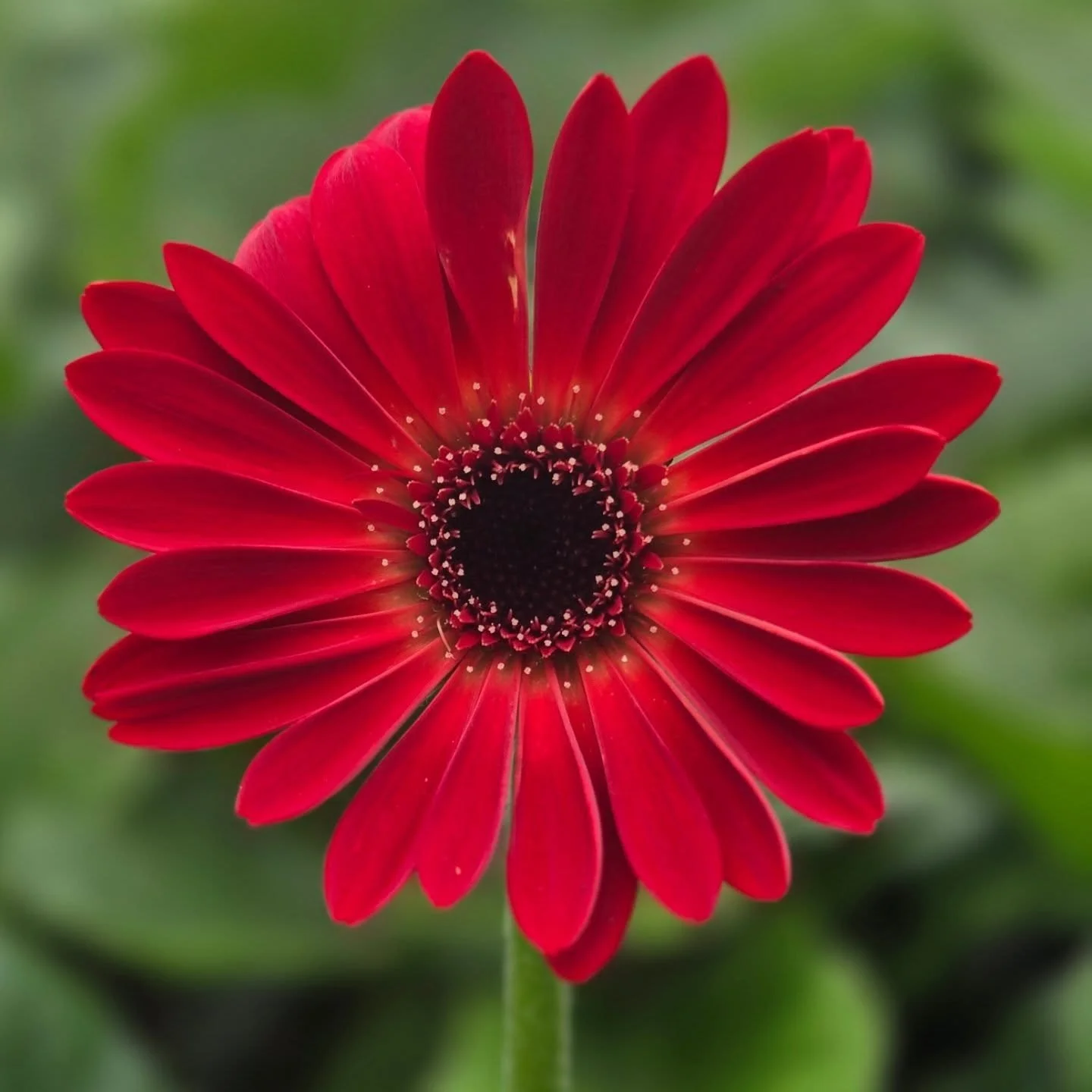 This beauty opened today 🥰
