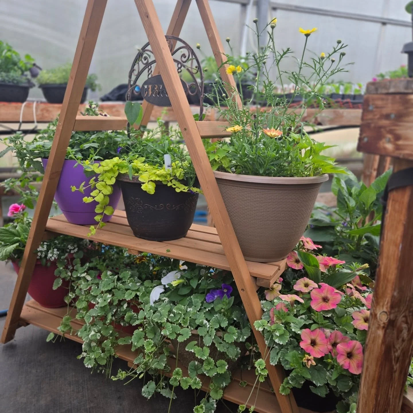 To celebrate our 10th year,  Emma, Elli, Haylee, Kyla, and Ada picked their favourites and planted 10 giveaway planters!

Every time you purchase something in person at the greenhouse during our first 10 days, you can enter to win one!